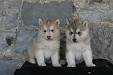 SIBERIAN HUSKY 1050